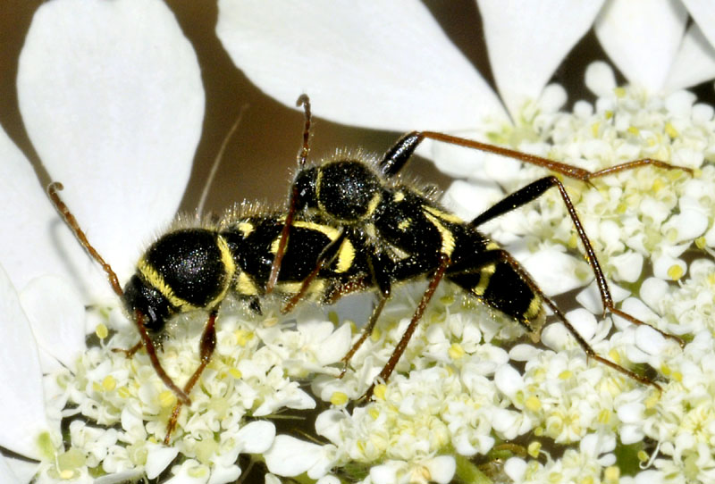 Cerambycidae:  Clytus rhamni